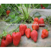 MSB01 Honghuo novas sementes de morango de alto rendimento para venda